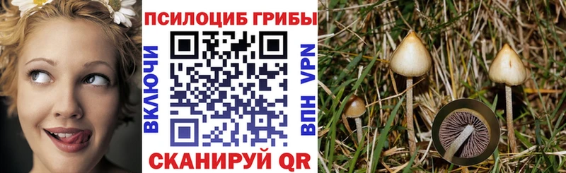 маркетплейс клад  где купить   Гаджиево  Псилоцибиновые грибы Psilocybine cubensis 